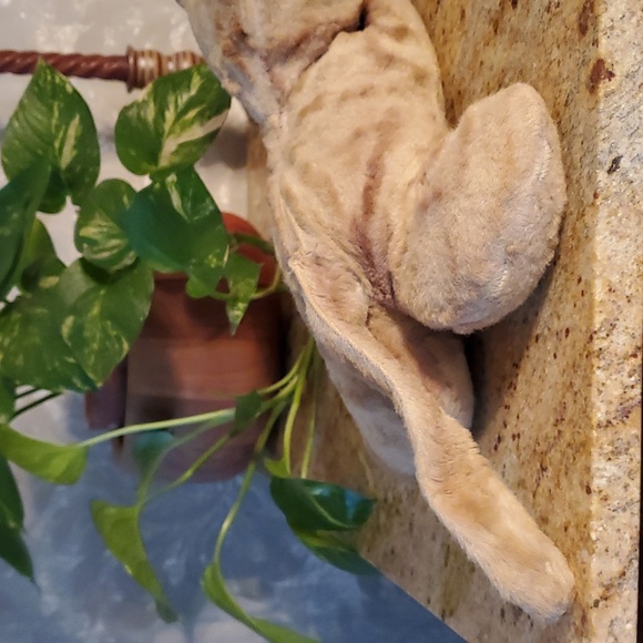 RARE VINTAGE rubber face stuffed cat - Picture 5 of 16